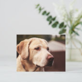 Carte Postale Labrador Retriever (Debout devant)