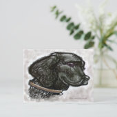 Carte Postale Labrador Retriever (Debout devant)
