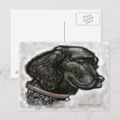 Carte Postale Labrador Retriever (Devant / Derrière)
