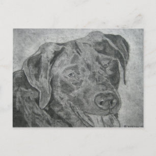 Carte Postale Labrador Retriever