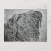 Carte Postale Labrador Retriever (Devant)
