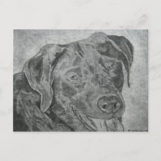 Carte Postale Labrador Retriever (Devant)
