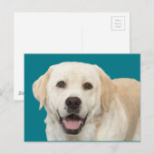 Carte Postale Labrador retriever 1 (Devant / Derrière)