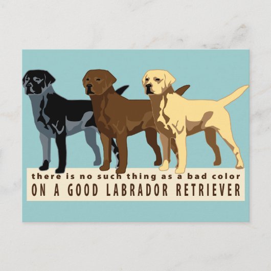 Carte Postale Labrador Retriever 3 couleurs (Devant)