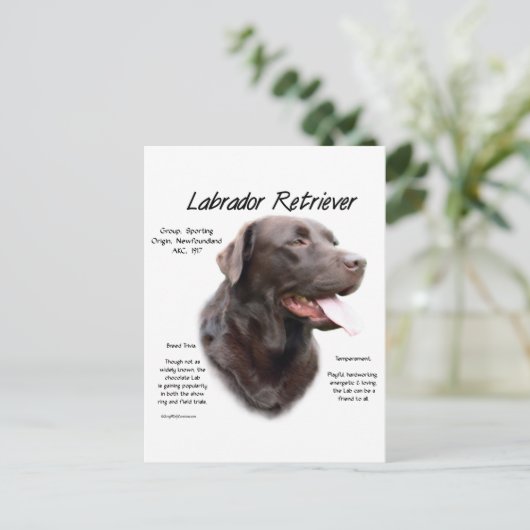 Carte Postale Labrador Retriever (chocolat) Histoire Conception (Debout devant)