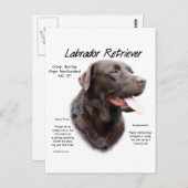Carte Postale Labrador Retriever (chocolat) Histoire Conception (Devant / Derrière)