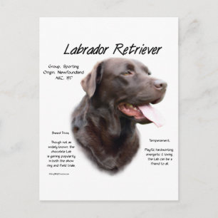 Carte Postale Labrador Retriever (chocolat) Histoire Conception