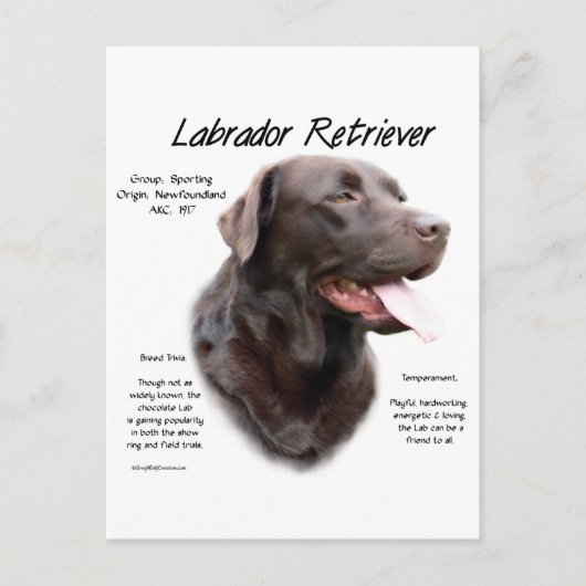 Carte Postale Labrador Retriever (chocolat) Histoire Conception (Devant)