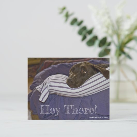 Carte Postale Labrador Retriever Chocolat Mignon Dans Un Lit Per (Debout devant)