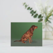 Carte postale Labrador Retriever Dog (Debout devant)