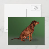 Carte postale Labrador Retriever Dog (Devant / Derrière)