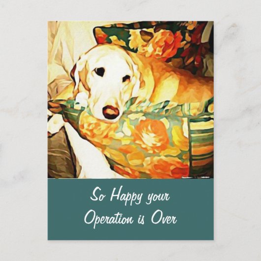 Carte Postale Labrador Retriever Get Well Postcard (Devant)
