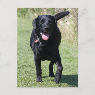 Carte Postale Labrador Retriever noir chien belle photo