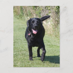 Carte Postale Labrador Retriever noir chien belle photo