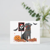Carte Postale Labrador Retriever noir pirate (Debout devant)