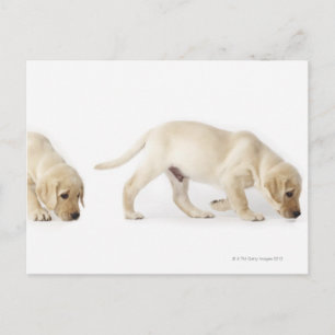 Carte Postale Labrador Retriever Puppy walking