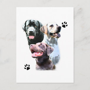 Carte Postale Labrador Retriever Trio