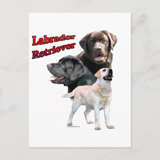 Carte Postale Labrador Retriever Trio 2 (Devant)