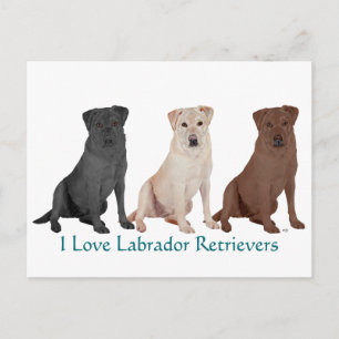 Carte Postale Labrador Retrievers - 3 couleurs à aimer
