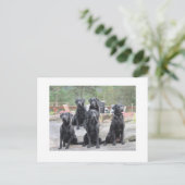 Carte Postale Labradors en Norvège (Debout devant)