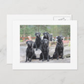 Carte Postale Labradors en Norvège (Devant / Derrière)