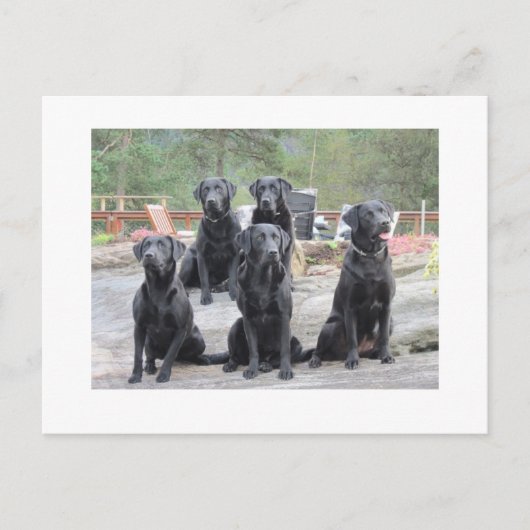 Carte Postale Labradors en Norvège (Devant)