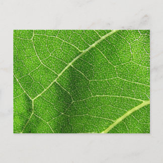 Carte Postale Labyrinthe feuillu