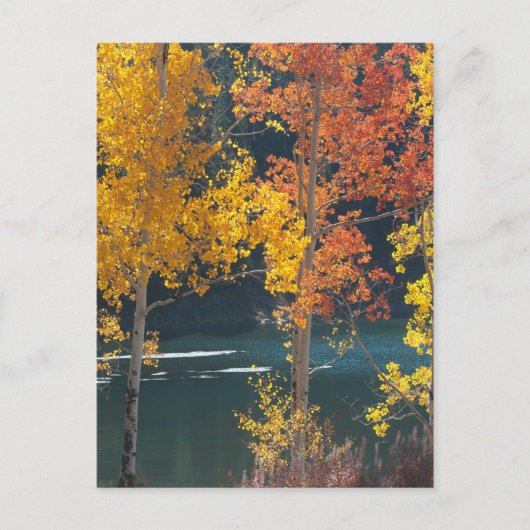 Carte Postale Lac Beaver à Autumn (Devant)