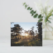 Carte Postale Lac Cypress (Debout devant)