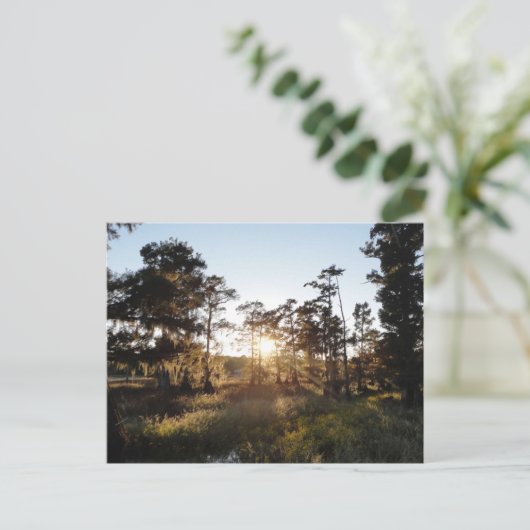 Carte Postale Lac Cypress (Debout devant)