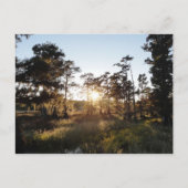 Carte Postale Lac Cypress (Devant)