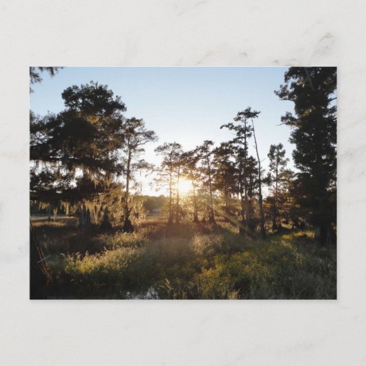 Carte Postale Lac Cypress (Devant)