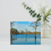 Carte Postale Lac Cypress (Debout devant)