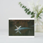 Carte Postale lac de cygne (Debout devant)