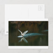 Carte Postale lac de cygne (Devant / Derrière)