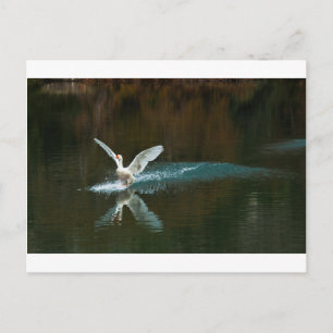 Carte Postale lac de cygne