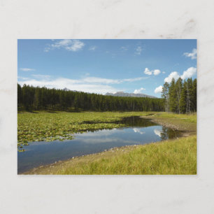 Carte Postale Lac des Cygnes I dans le parc national de Grand Te