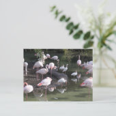 Carte Postale Lac Flamant rose (Debout devant)