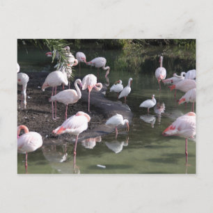 Carte Postale Lac Flamant rose