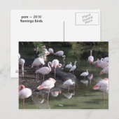 Carte Postale Lac Flamingo (Devant / Derrière)