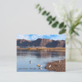 Carte Postale Lac Mead, Boulder Beach, Nevada (Debout devant)