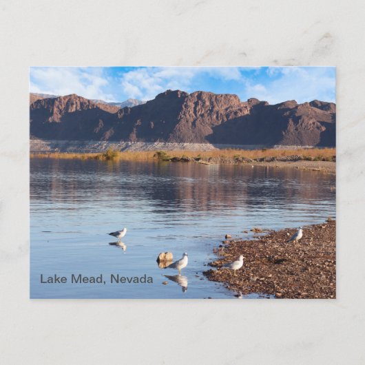 Carte Postale Lac Mead, Boulder Beach, Nevada (Devant)