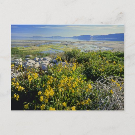Carte Postale LAC OURS, UT, États-Unis, fleur de singe & tumblew (Devant)