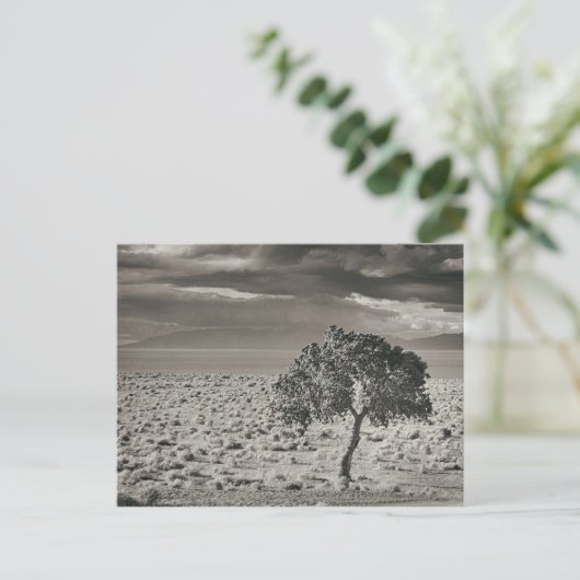 Carte Postale Lac Pyramide, Nevada (Debout devant)