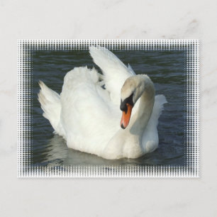 Carte Postale Lac Swan