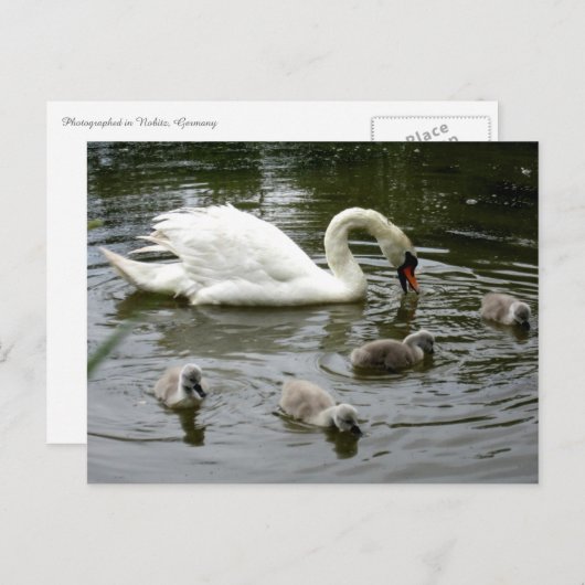 Carte Postale Lac Swan (Devant / Derrière)