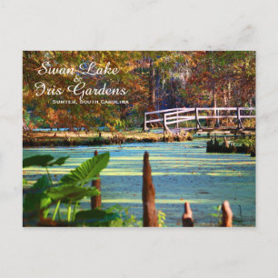 Carte Postale Lac Swan Iris Gardens, Sumter, Caroline du Sud