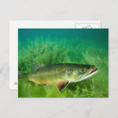 Carte Postale Lac Trout Portrait, Emerald Lake, Montana (Devant / Derrière)