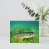 Carte Postale Lac Trout Portrait, Emerald Lake, Montana (Debout devant)
