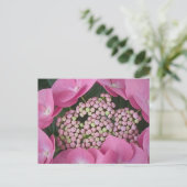 Carte postale Lacecap Hydrangea (Debout devant)